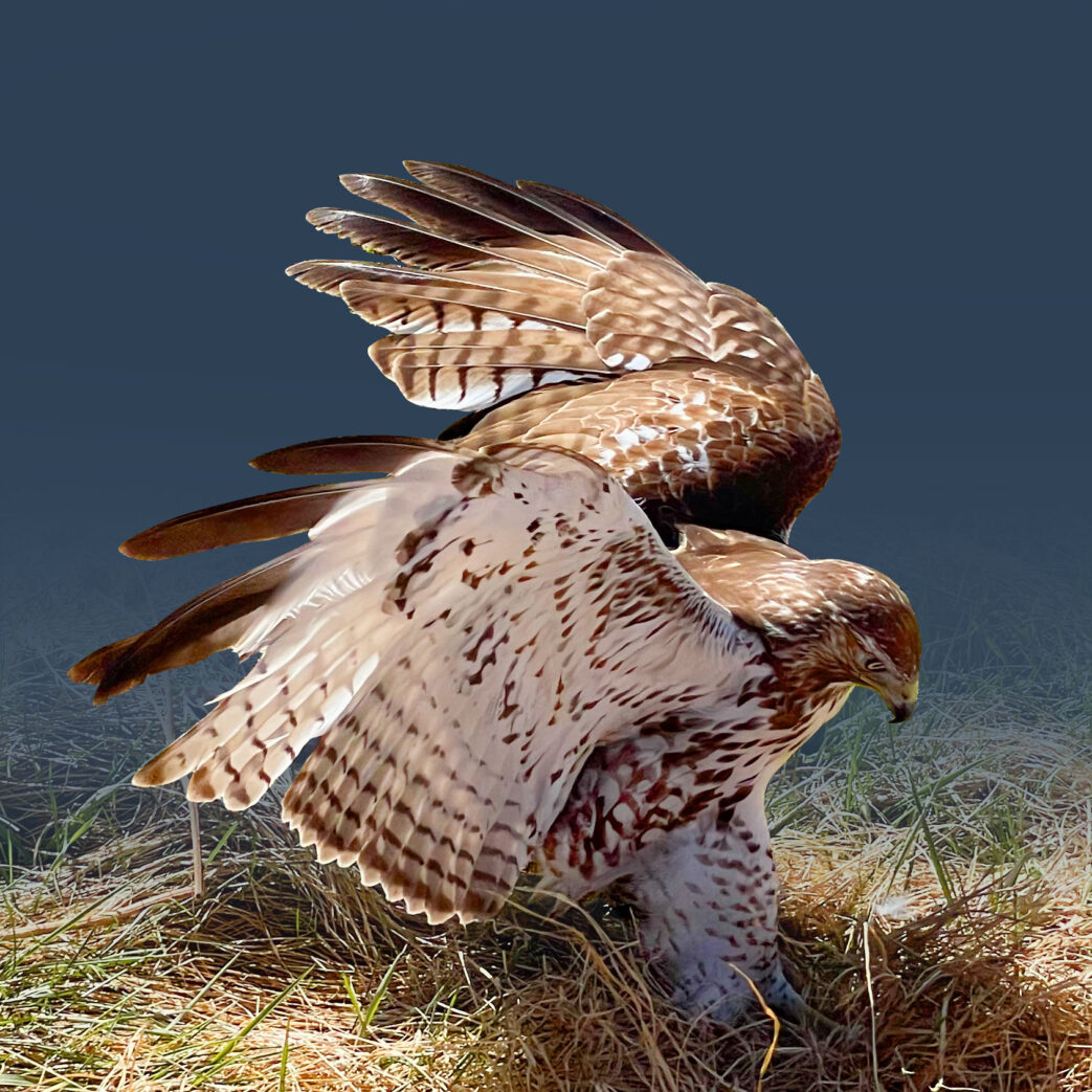 redtail hawk